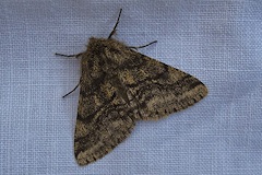 Brindled Beauty Moth - Lycia hirtaria