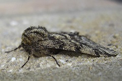 Brindled Beauty Moth - Lycia hirtaria