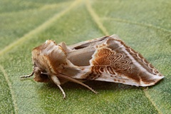 Buff Arches Moth - Habrosyne pyritoides
