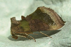 Burnished Brass Moth - Diachrysia chrysitis