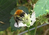Common Carder Bee - Bombus pascuorum