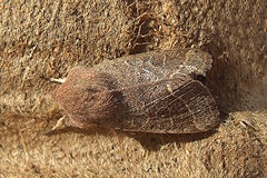 Common Quaker Moth - Orthosia cerasi