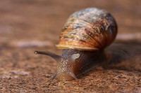 Common snail - Helix aspersa