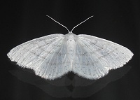 Common White Wave Moth - Cabera pusaria