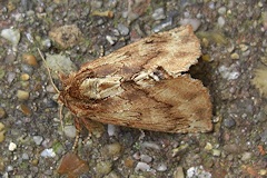 Coxcomb Prominent Moth - Ptilodon capucina
