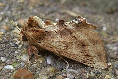 Coxcomb Prominent Moth - Ptilodon capucina