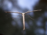 Emmelina Monodactyla Moth