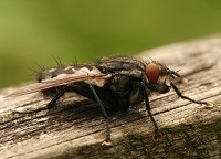 Flesh Fly - Sarcophaga sp.