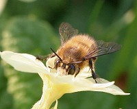 Flower Bee - Anthophora plumipes