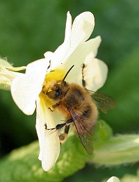 Flower Bee - Anthophora plumipes
