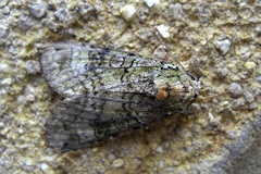 Green Arches Moth - Anaplectoides prasina