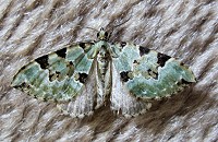 Green Carpet Moth - Colostygia pectinataria