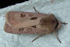 Heart and Dart Moth - Agrotis exclamationis