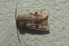 Hebrew Character Moth - Orthosia gothica