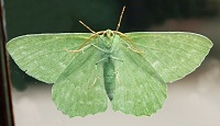 Large Emerald Moth - Geometra papilionaria