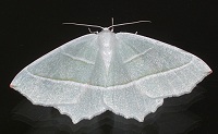 Light Emerald Moth - Campaea margaritata