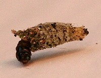 Case-bearing Moth - Luffia Ferchaultella Larva