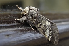 Lunar Marbled Brown Moth - Drymonia ruficornis