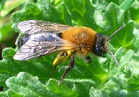 Mining Bee - Andrena Fulva