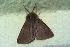 Muslin Moth - Diaphora mendica