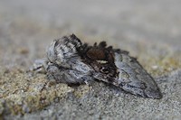 Nut-Tree Tussock Moth - Colocasia coryli