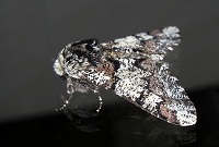 Oak Beauty Moth - Biston strataria