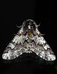 Oak Beauty Moth - Biston strataria