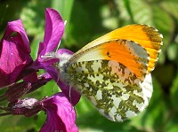 Orange-Tip Butterfly - Anthocharis cardamines