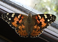 Painted Lady Butterfly - Vanessa cardui
