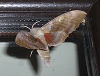 Poplar Hawk-moth - Laothoe populi