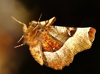 Purple Thorn Moth - Selenia tetralunaria