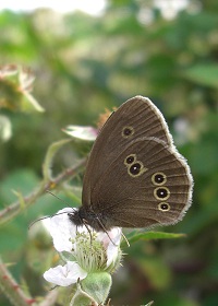 Ringlet Butterfly - Aphantopus hyperantus