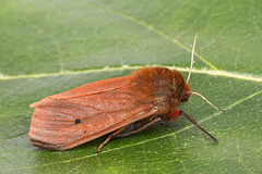 Ruby Tiger Moth - Phragmatobia fuliginosa