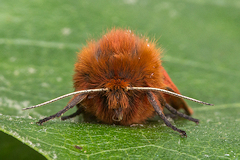 Ruby Tiger Moth - Phragmatobia fuliginosa