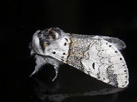 Sallow Kitten Moth - Furcula furcula