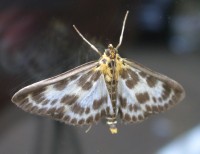 Small Magpie Moth - Eurrhypara hortulata