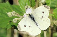 Small White Butterfly - Pieris rapae