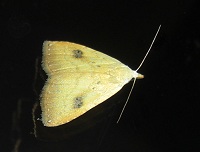 Straw Dot Moth - Rivula sericealis