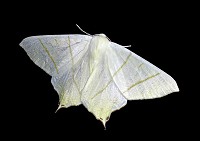 Swallowtailed Moth - Ourapteryx sambucaria