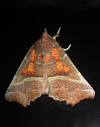 The Herald Moth - Scoliopteryx libatrix