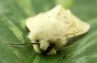 White Ermine Moth - Spilosoma lubricipeda
