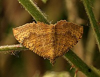 Yellow Shell Moth - Camptogramma bilineata