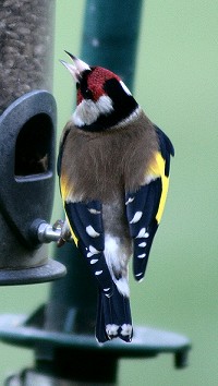 Goldfinch - Fringilla coelebs
