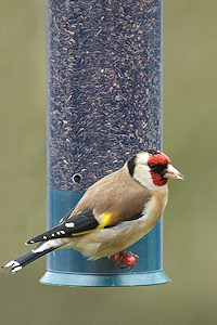 Goldfinch - Fringilla coelebs