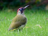 Green Woodpecker - Picus viridus