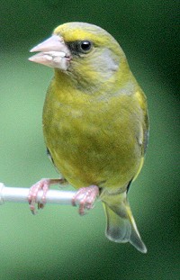 Greenfinch - Carduelis chloris