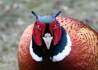 Male Pheasant - Phasianus colchicus