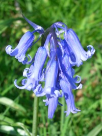 English Bluebell - Hyacinthoides non-scripta