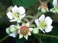 Bramble - Rubus fruticosus