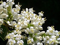 Common Privet - Lugustrum vulgare